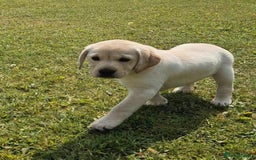 Labrador Retriever dogs for sale: Stunning Labrador puppies - Image 6