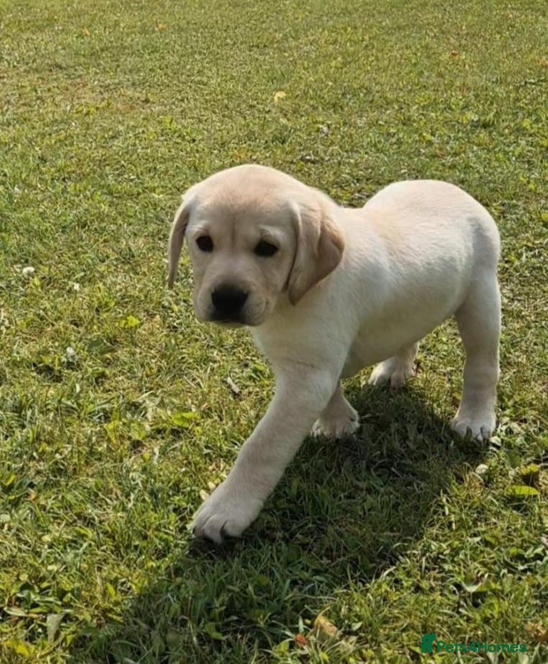 Labrador Retriever dogs for sale: Stunning Labrador puppies - Image 6