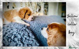 Cavalier King Charles Spaniel dogs for sale: Lovingly raised Blenheim Cavaliers  - Image 9