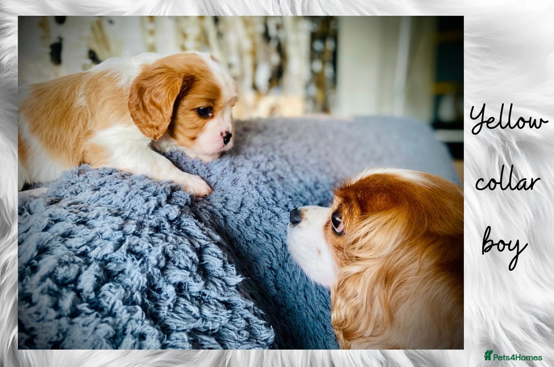 Cavalier King Charles Spaniel dogs for sale: Lovingly raised Blenheim Cavaliers  - Image 9