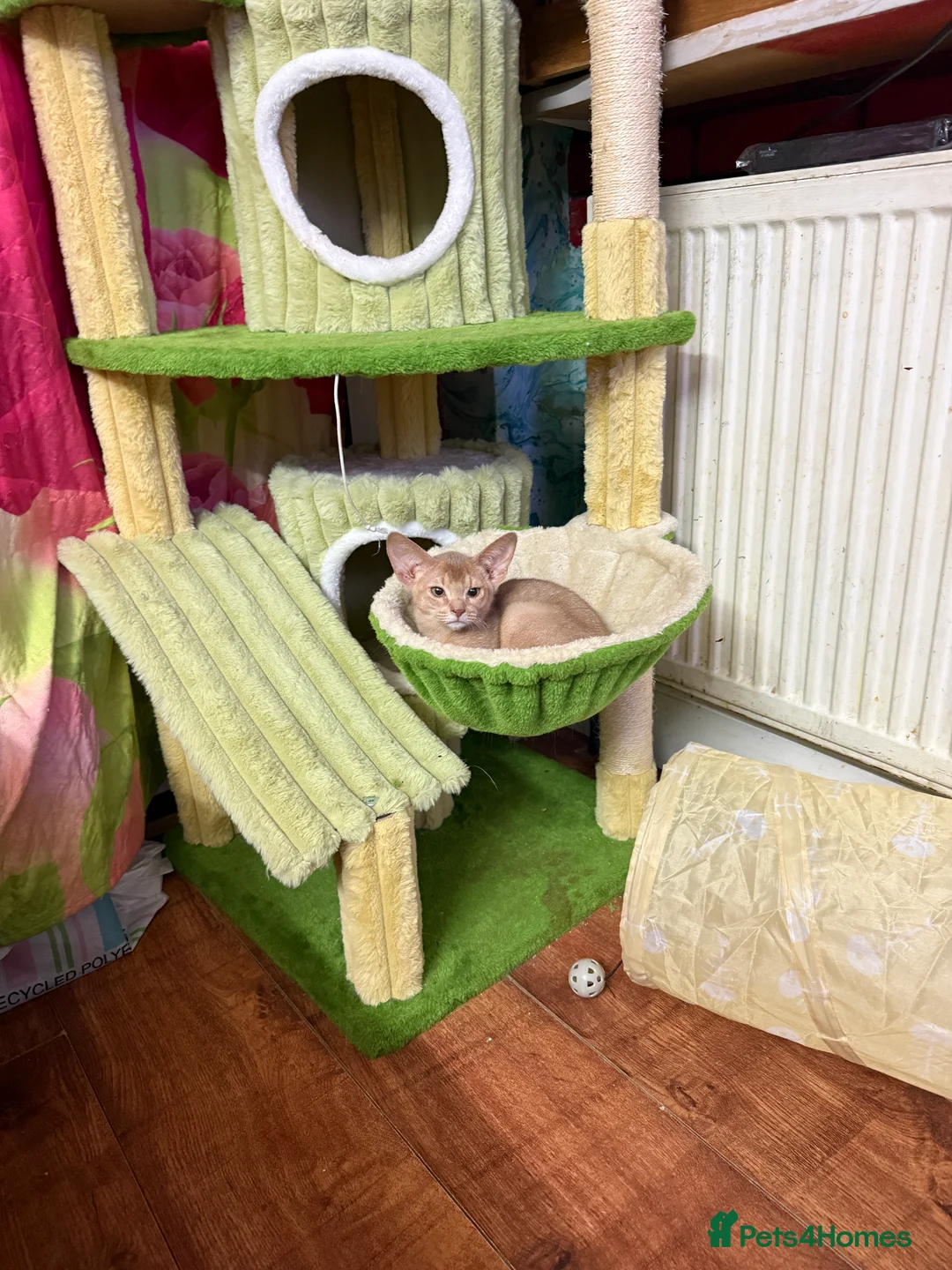 Abyssinian cats for sale: Ready for a new home - Advert 12