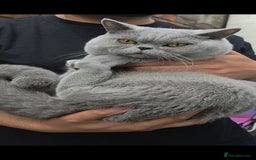 British Shorthair cats for sale: British Shorthair Male Kitten Pedigree/GCCF Reg - Image 3