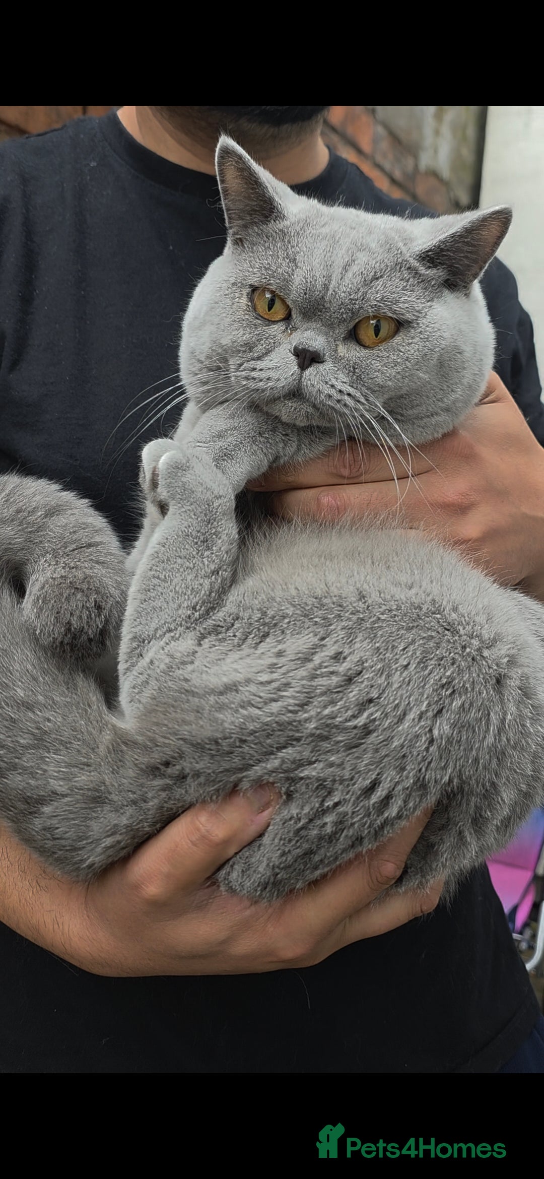British Shorthair cats for sale: British Shorthair Male Kitten Pedigree/GCCF Reg - Image 3