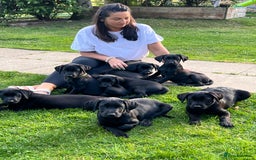 Labrador Retriever dogs for sale: KC Registered Black Labrador Pups 🐾 - Image 2