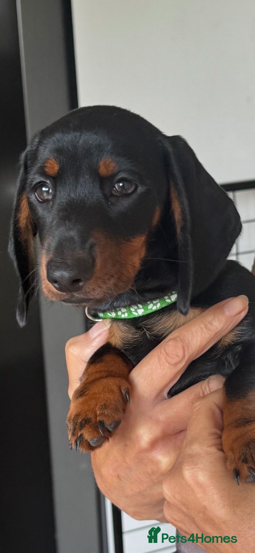 Miniature Dachshund dogs Gorgeous KC reg miniature dachshund puppies  - Advert 1