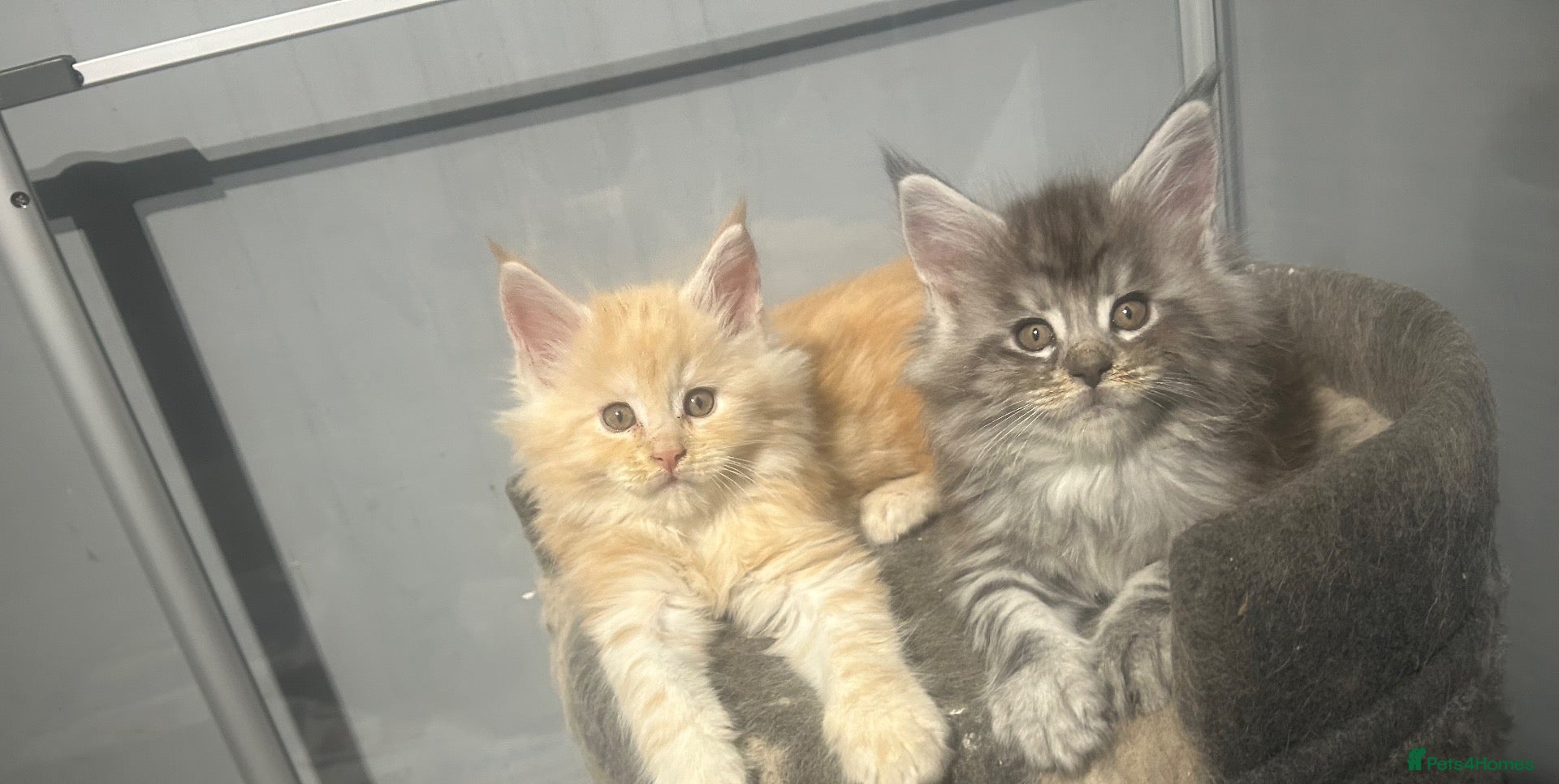 Maine Coon cats for sale: Adorable Maine Coon Kittens 3 left  - Advert 10