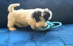 Sealyham Terrier dogs for sale: Stunning KC Litter Of Sealyham Terriers - Image 15