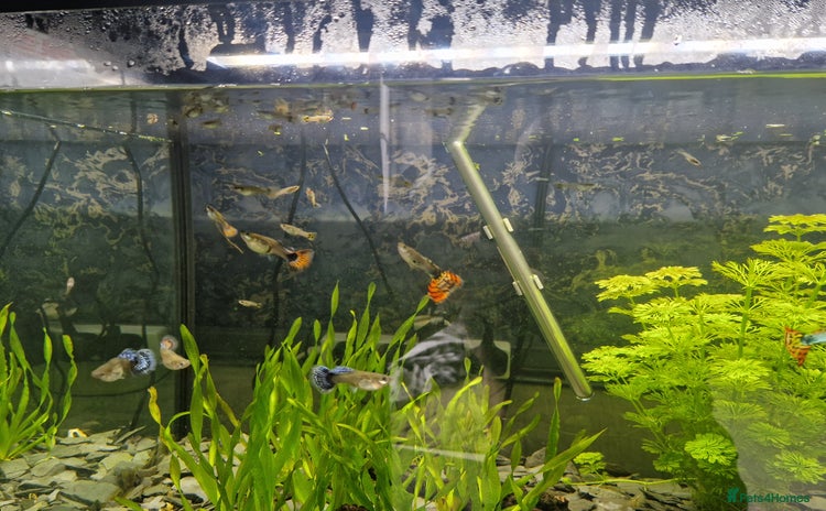 Live Bearers fish - Advert 1