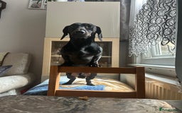 Miniature Dachshund dogs for stud: Stud  - Image 1
