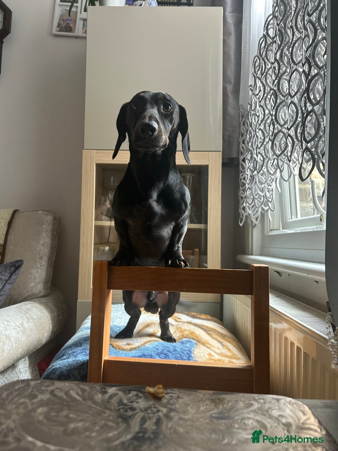 Miniature Dachshund dogs for stud: Stud  - Image 1