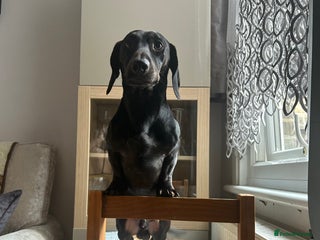 Miniature Dachshund dogs - Advert 34