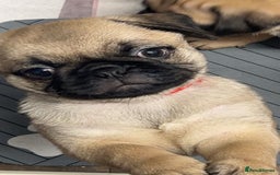 Pug dogs for sale: Pugs  - Image 7