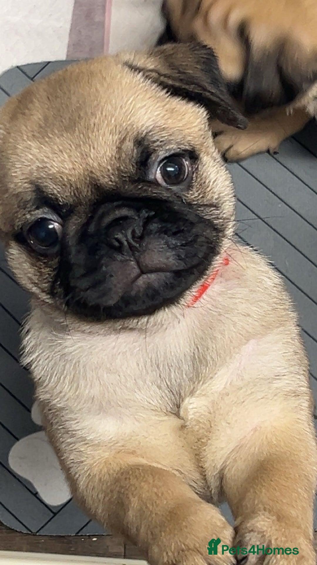 Pug dogs for sale: Pugs  - Image 7