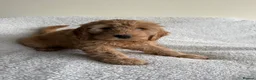 Cockapoo dogs for sale: Cuddly Cockapoo puppies!  - Advert 13