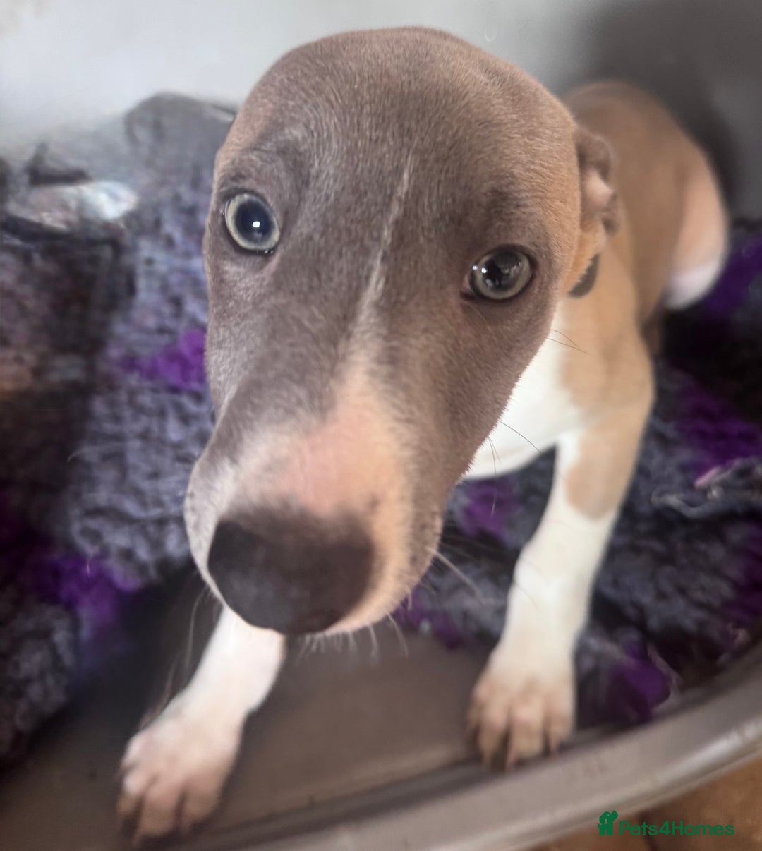 Whippet dogs for sale: Wonderful whippets 5* puppies  - Image 1