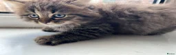 British Shorthair cats for sale: Adorable British Shorthair Kittens - Advert 14