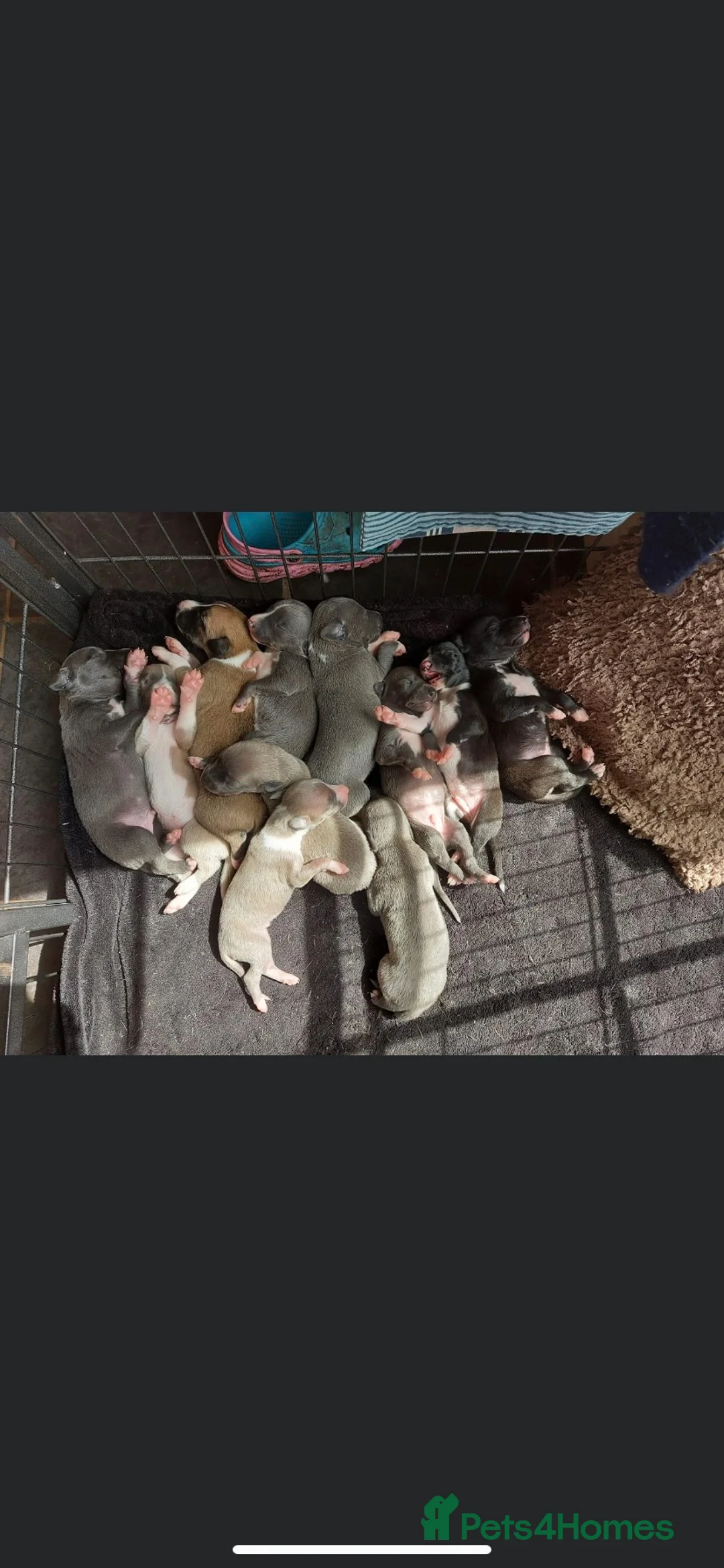 Whippet dogs for stud: Whippet stud dog in Somerton - Advert 26