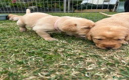 Labrador Retriever dogs for sale: Beautiful Labrador Puppies  - Image 17