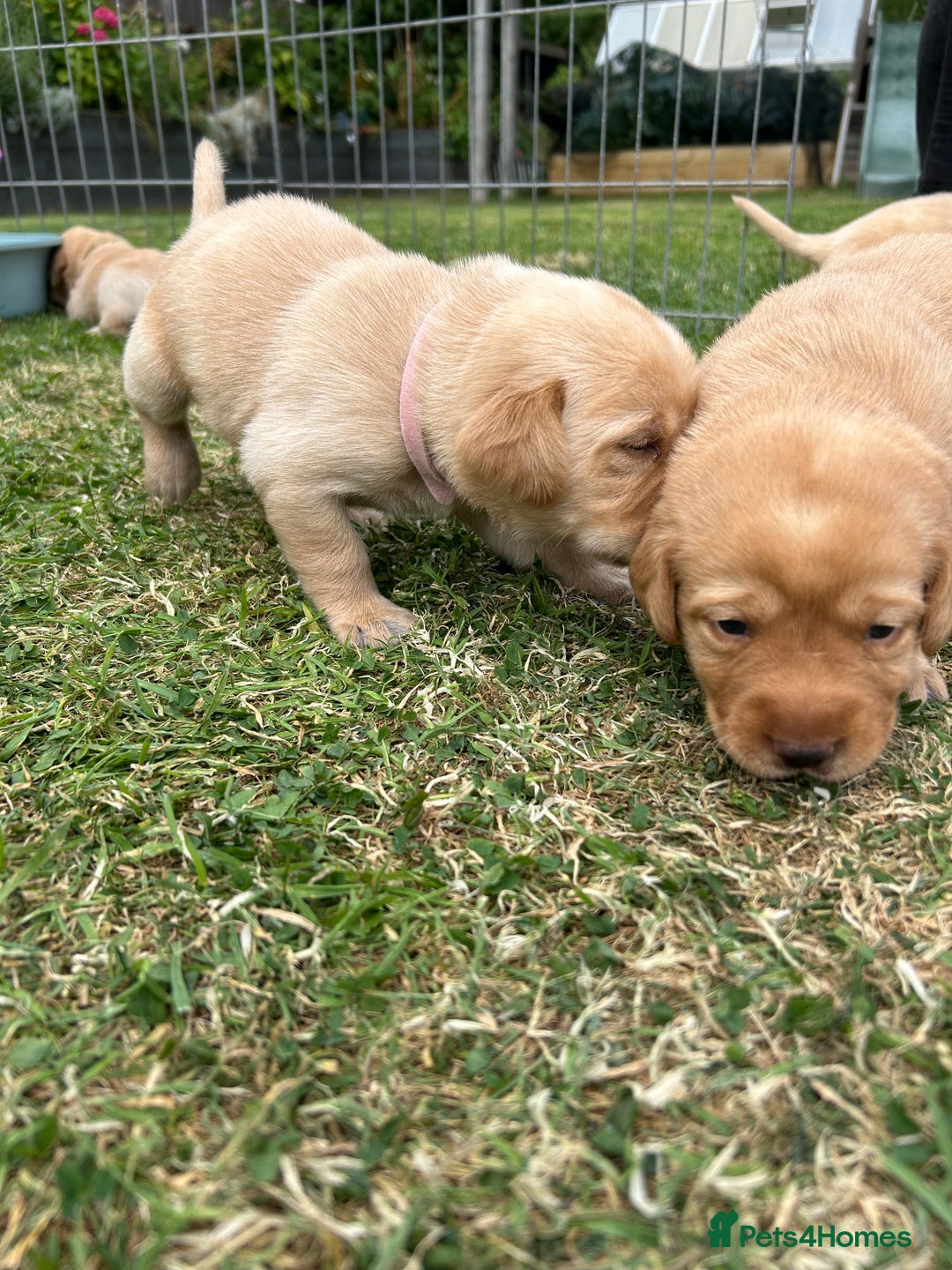 Labrador Retriever dogs for sale: Beautiful Labrador Puppies  - Image 17
