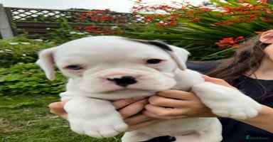 Boxer dogs - Advert 7