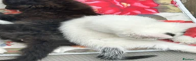 Mixed Breed Kitten 3