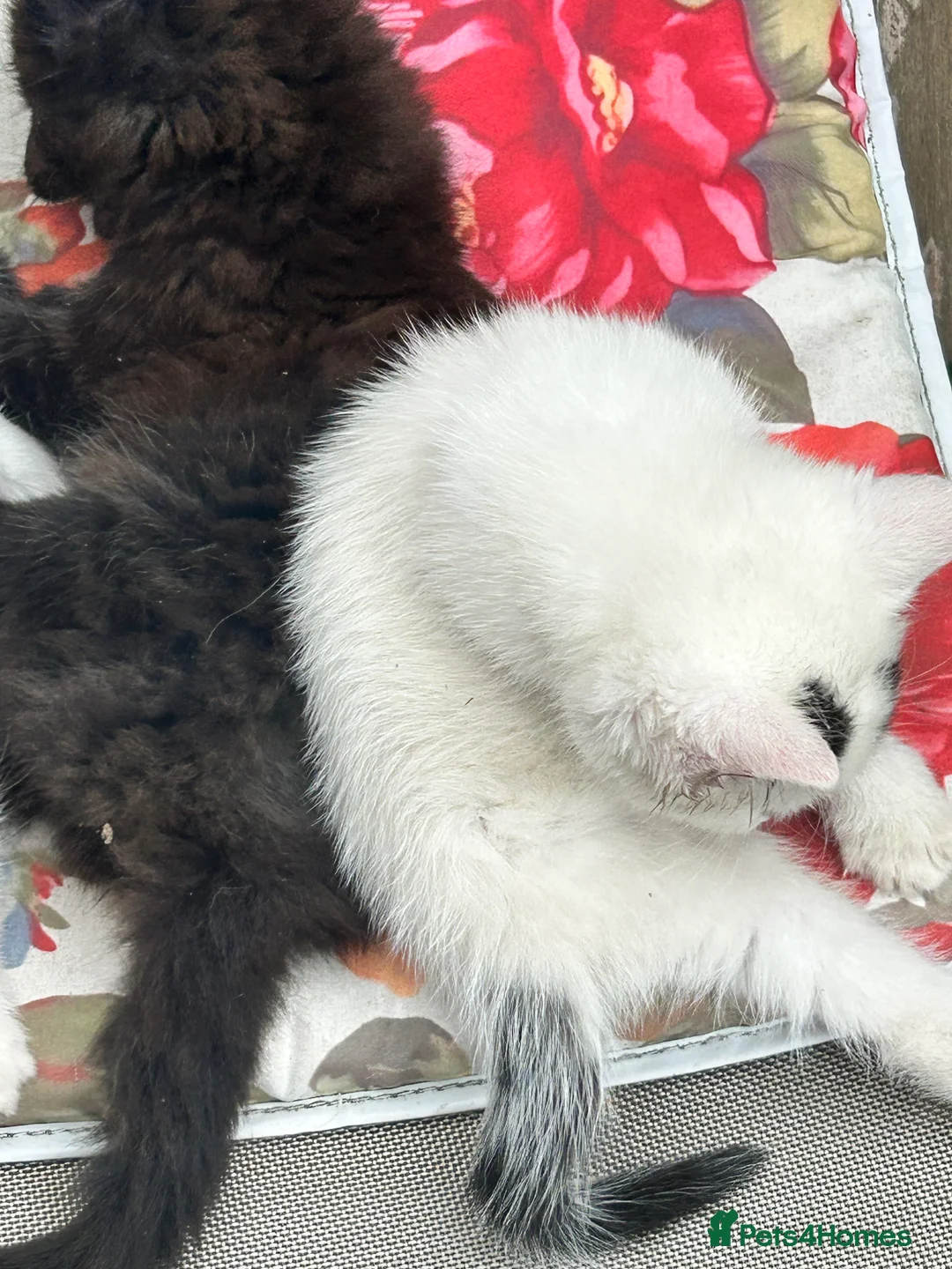 Mixed Breed cats for sale: For sale, friendly tame kittens  in Evesham - Advert 2