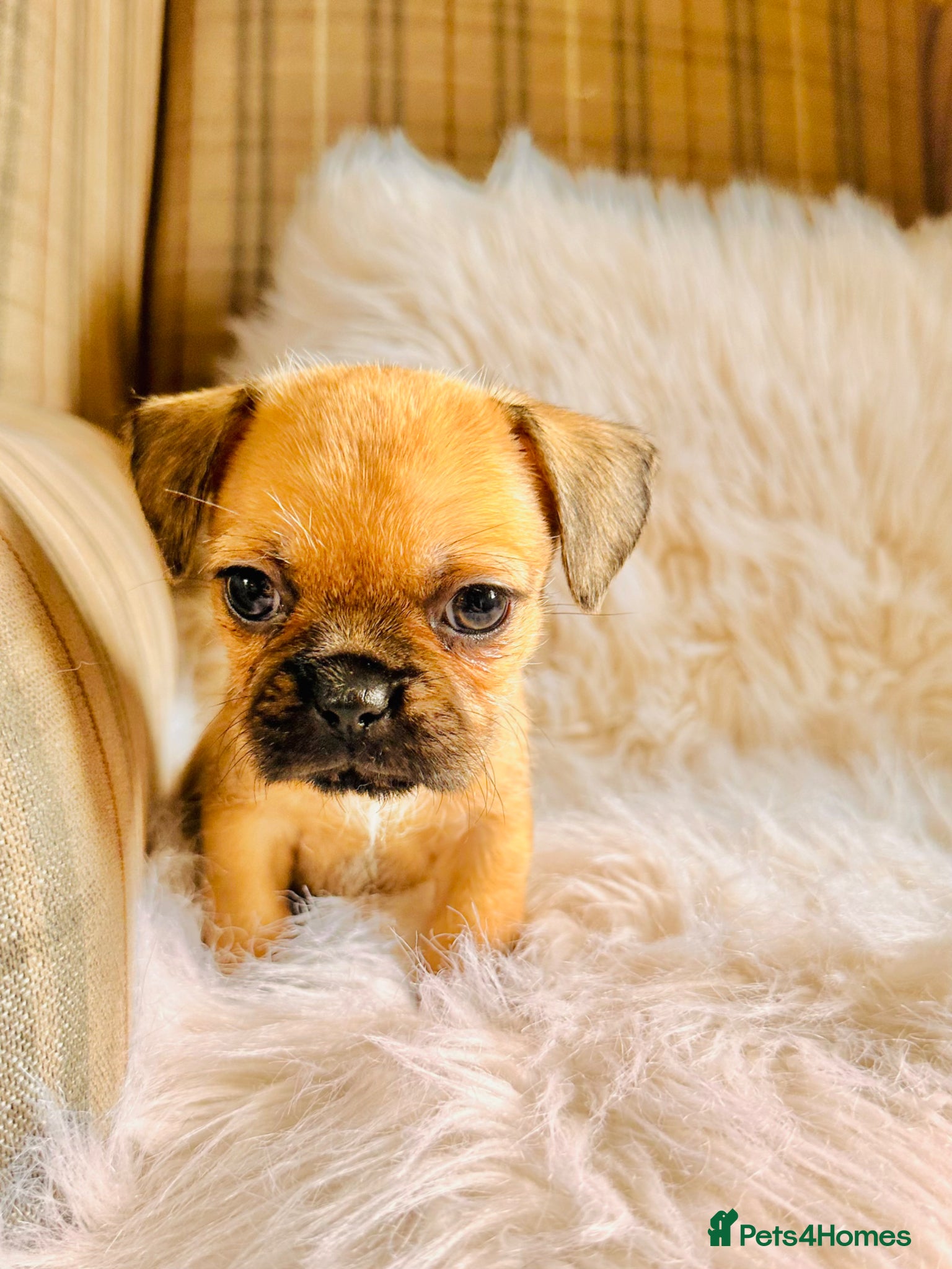 Mixed Breed dogs for sale: Shih Tzu x Frenchie pups - Advert 25