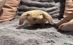 French Lop rabbits for sale: Pure bred French lop bunnies - Image 4