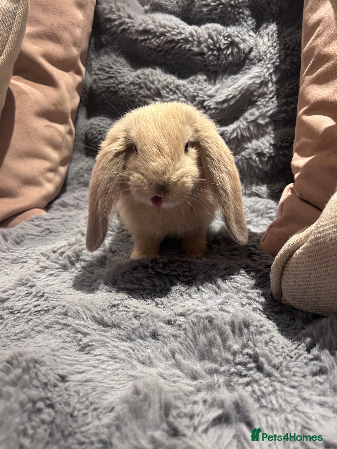 French Lop rabbits for sale: Pure bred French lop bunnies - Image 4