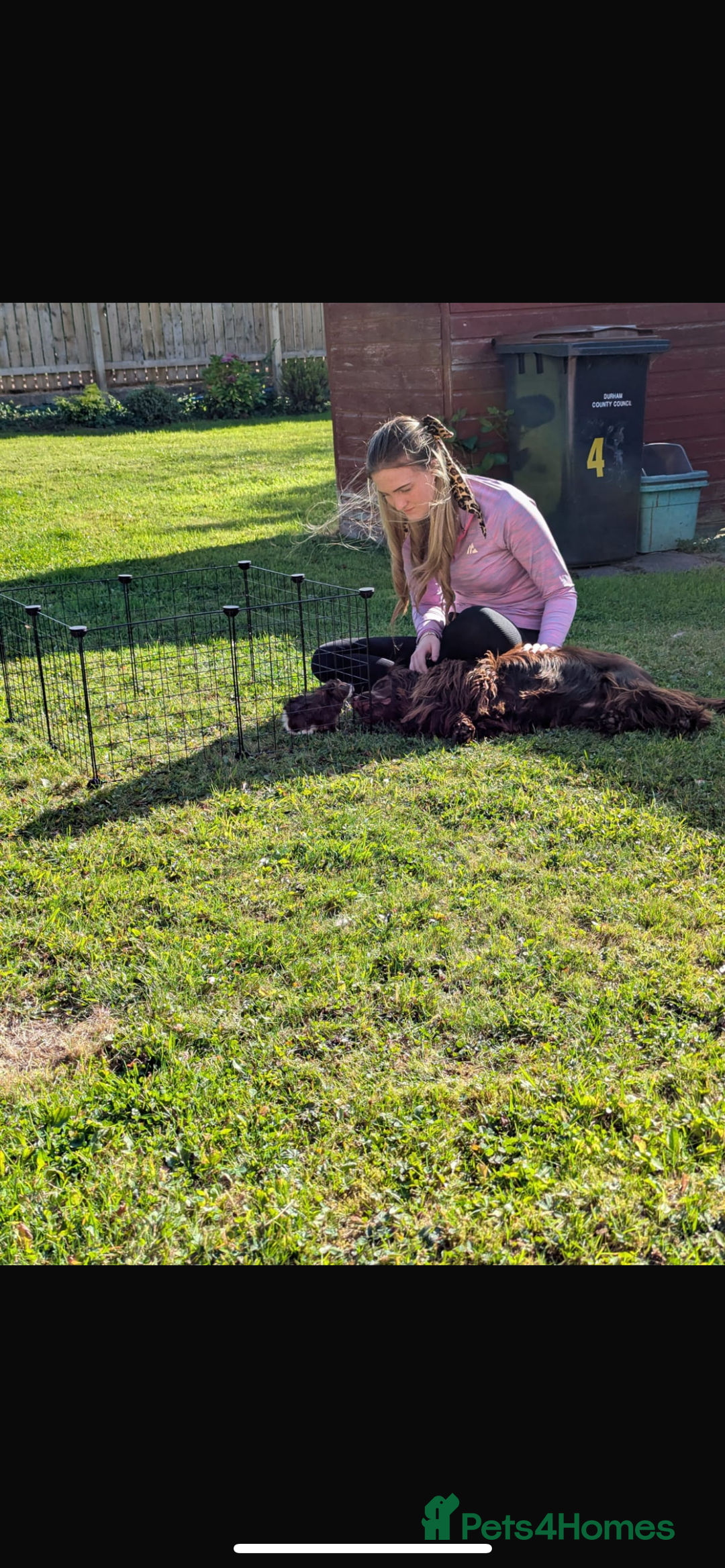 Guinea Pig rodents for sale: guinea pig  - Advert 9