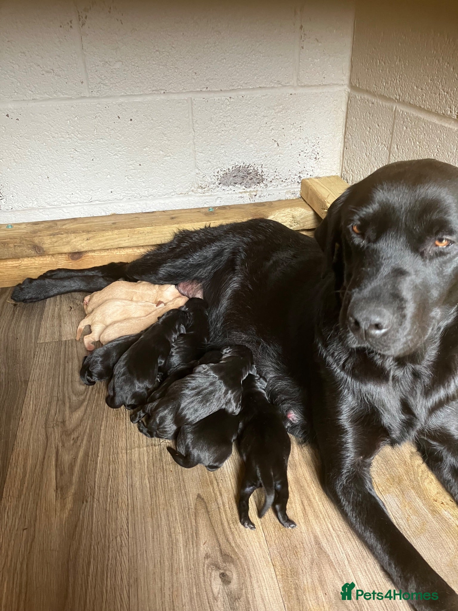 Labrador Retriever dogs Labrador puppies  - Advert 1