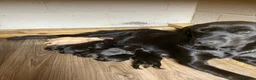 Labrador Retriever dogs for sale: Labrador puppies  in Machynlleth - Advert 1