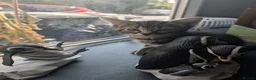 Mixed Breed cats for sale: Kittens ready to go in Batley - Advert 1