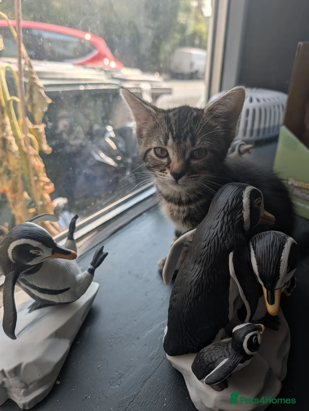 Mixed Breed cats for sale: Kittens ready to go in Batley - Advert 1