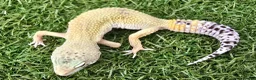 Leopard Gecko reptiles for sale: Leopard Geckos in Kingston upon Thames - Advert 6