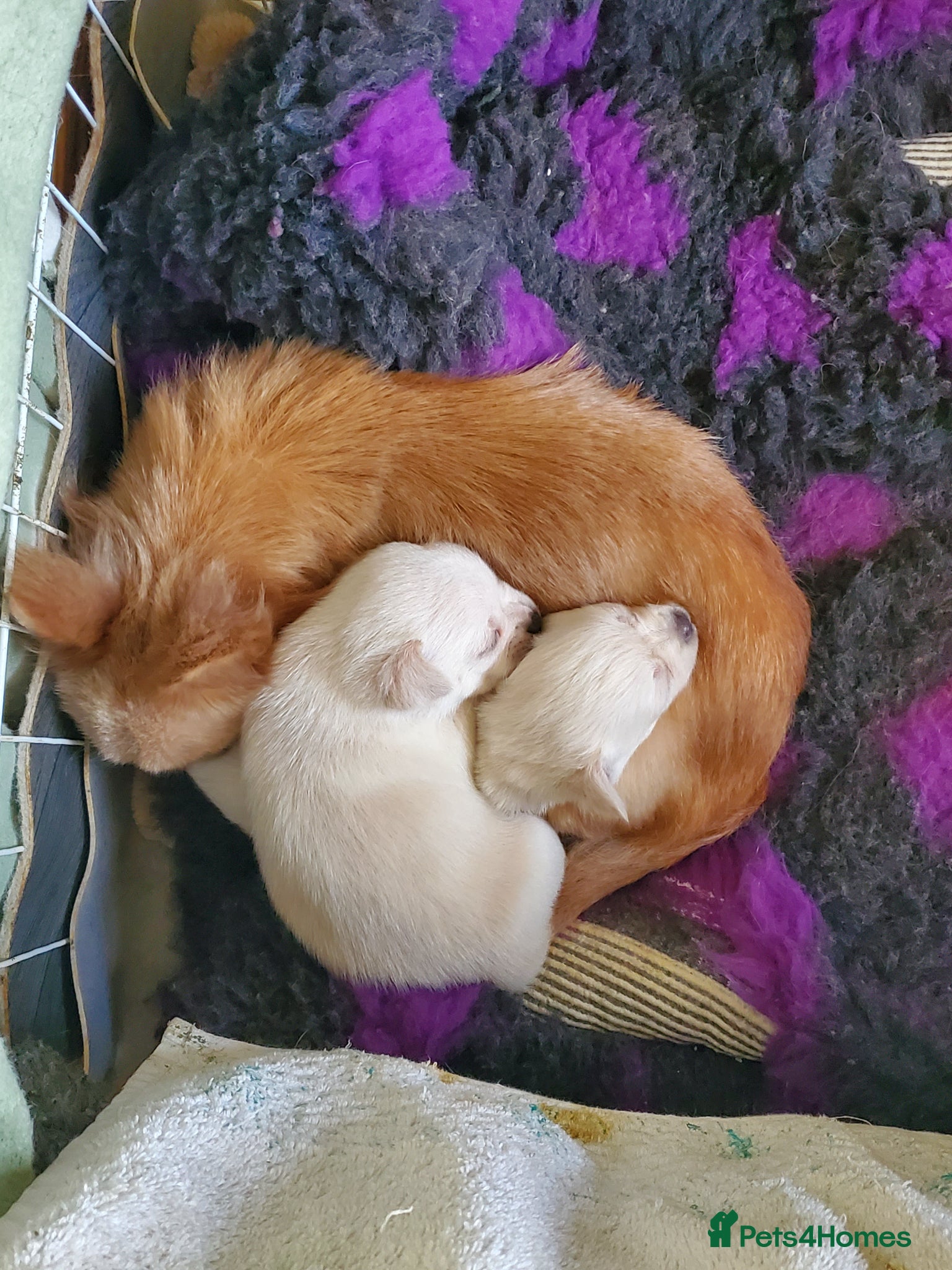 Chihuahua dogs Chihauhau male - Advert 4