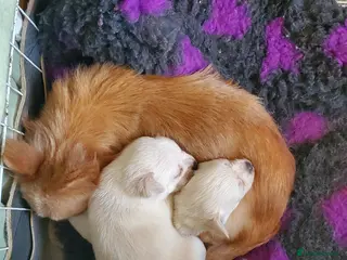 Chihuahua dogs Chihauhau male - Advert 4