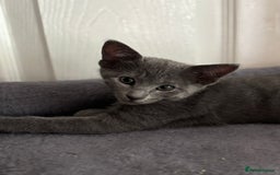 Mixed Breed cats for sale: Ready now! Oriental x British shorthair kittens - Image 30