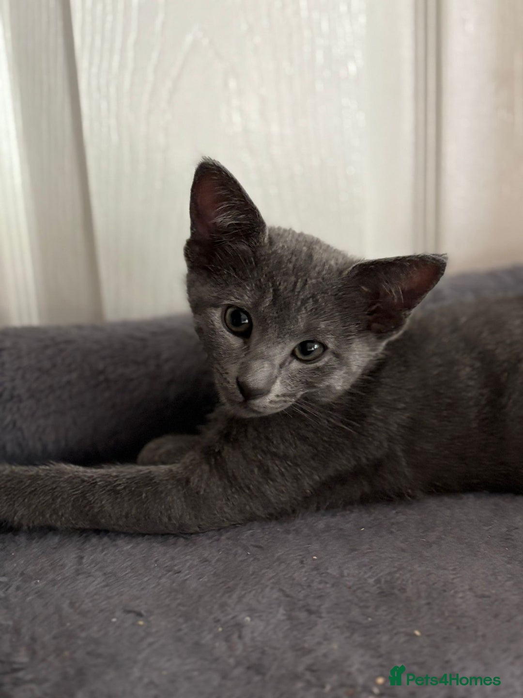 Mixed Breed cats for sale: Ready now! Oriental x British shorthair kittens - Image 30