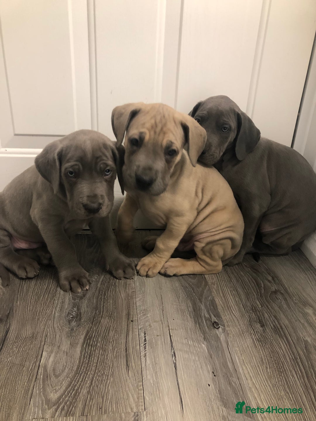 Great Dane dogs for sale: Great Dane puppies waiting list open  - Advert 2
