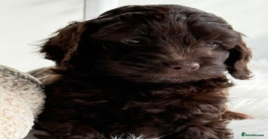 Cockapoo dogs - Advert 2