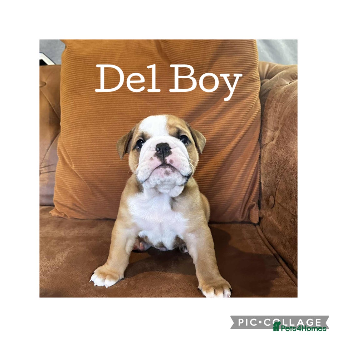 English Bulldog dogs for sale: English Bulldog puppies - Image 2