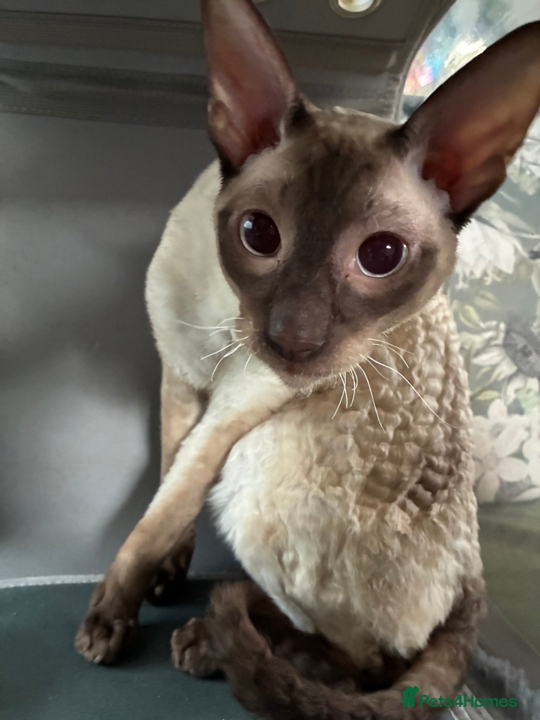 Cornish Rex cats for sale: Cornish Rex Chocolate Point Male 9 months £500 - Advert 16