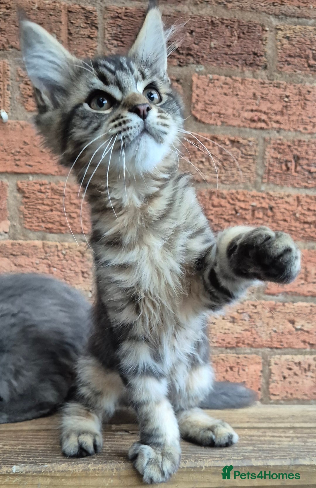 Maine Coon cats for sale: 2 Boys 3 girls Maine Coones kittens - Advert 17