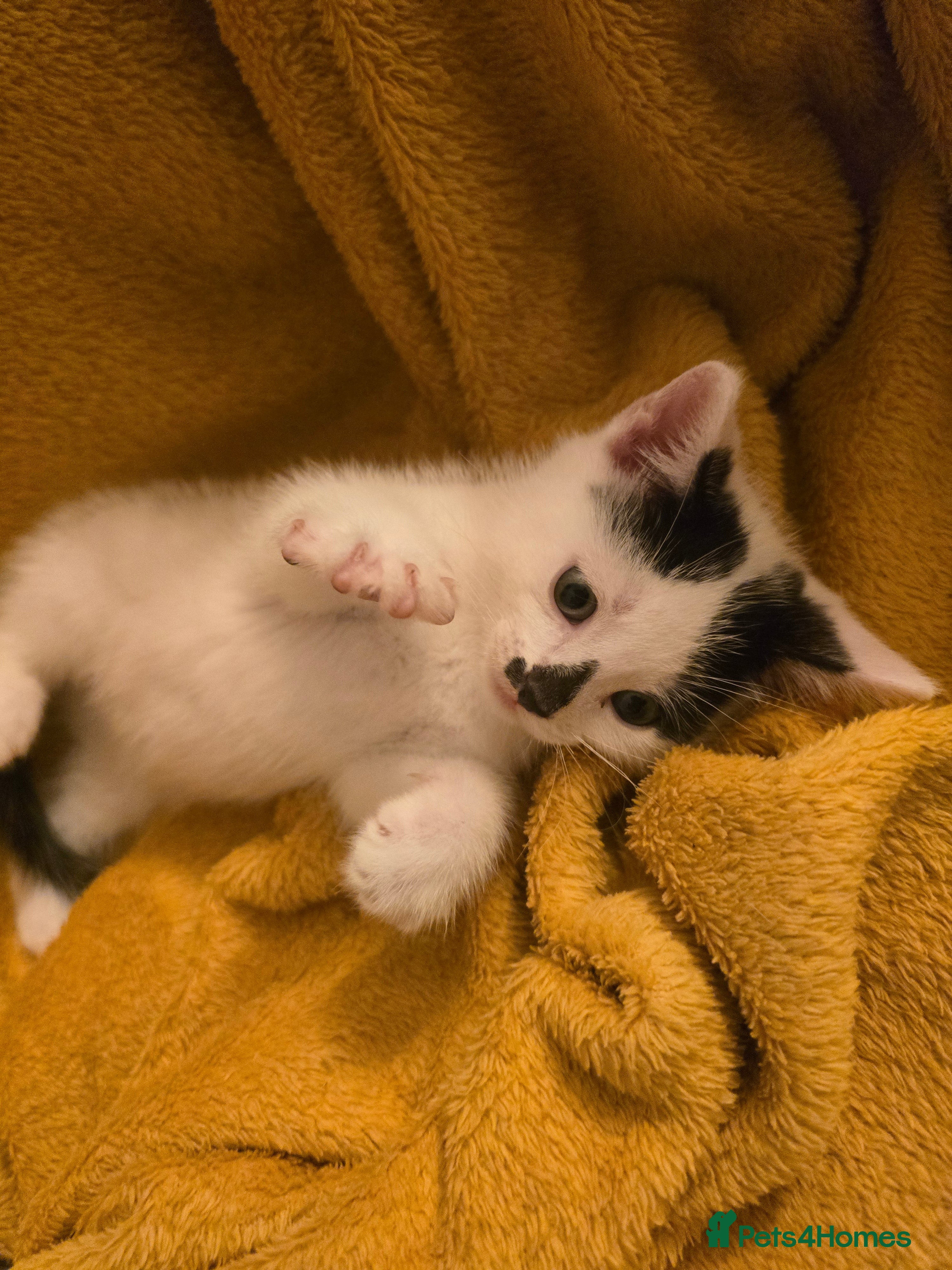 Mixed Breed cats  Ready to go to their forever homes - Advert 14