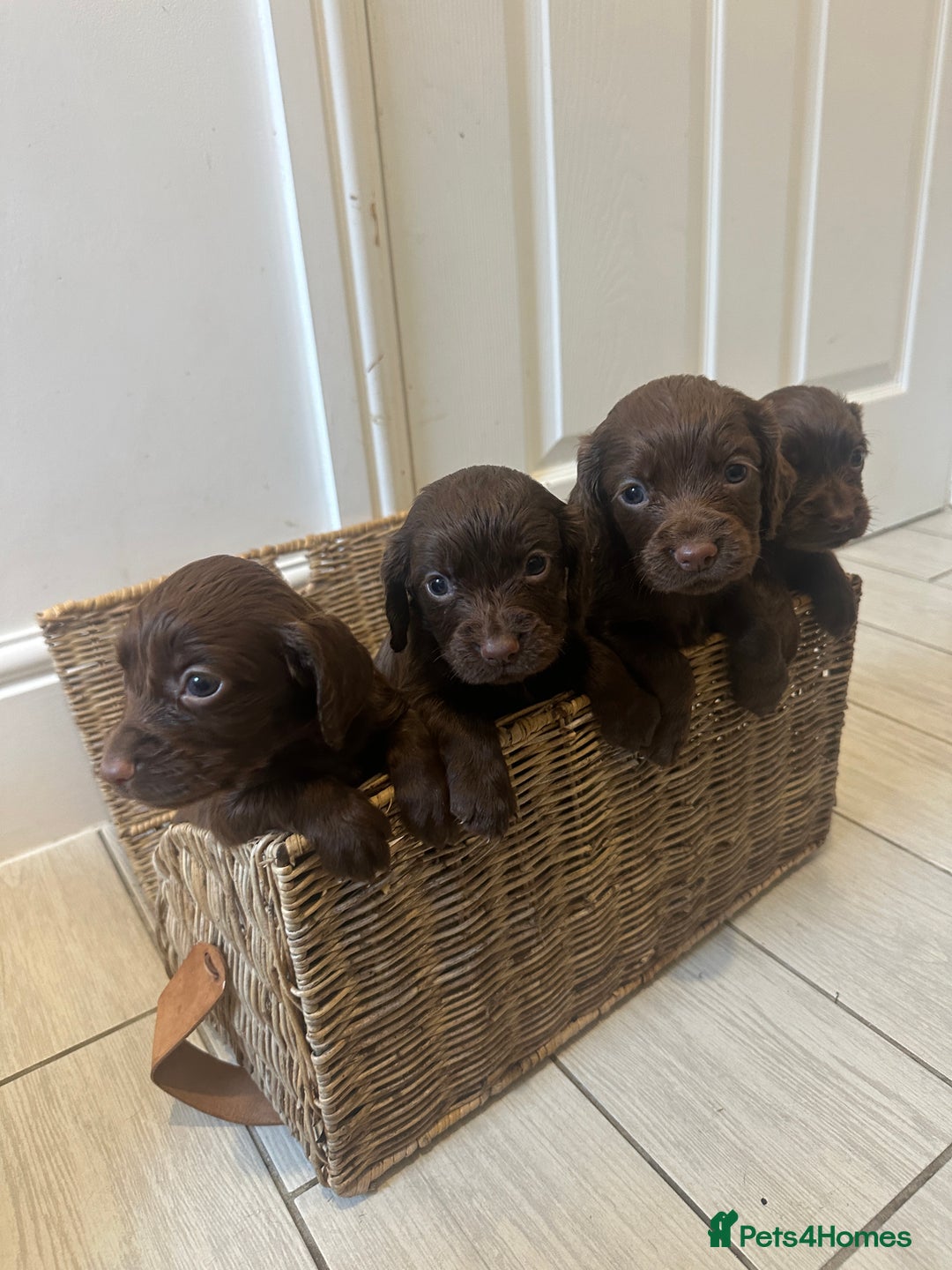 Cocker Spaniel dogs for sale: Working cocker spaniel puppies - Advert 8