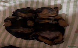 Miniature Dachshund dogs for sale: Mini Smooth Haired Dachshund Puppy  - Image 3