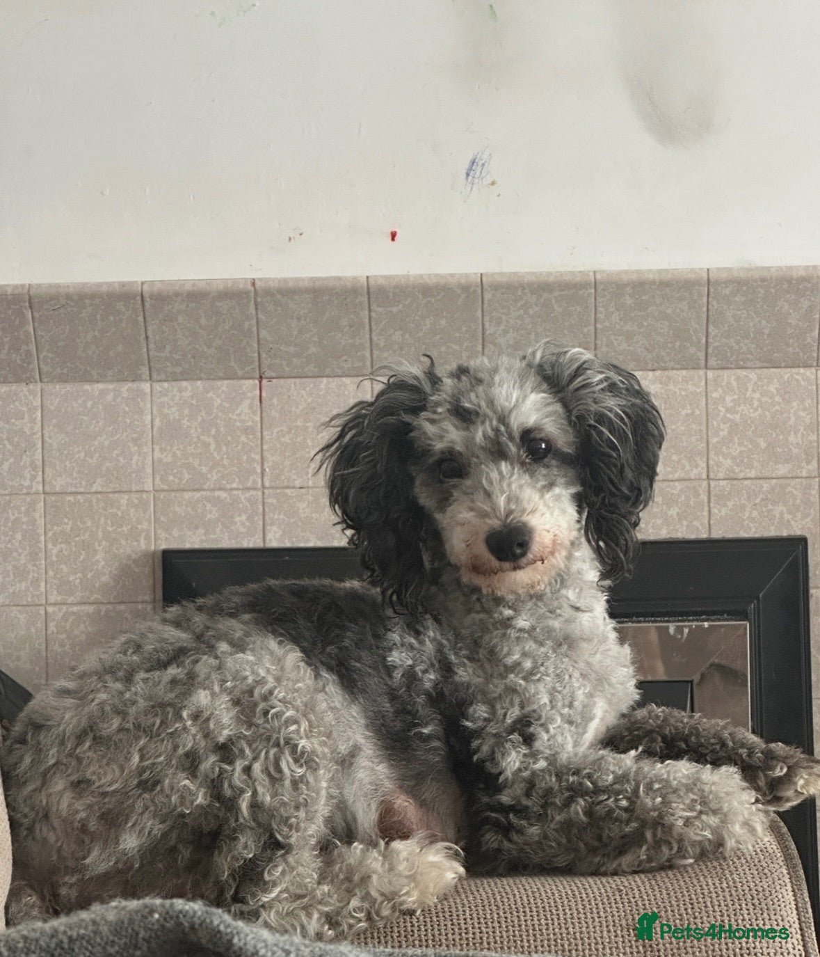 Poochon dogs Poochon pups 🐾 - Advert 5