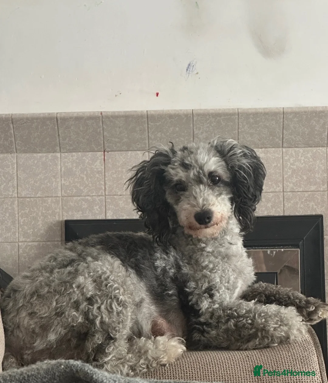 Poochon dogs for sale: Poochon pups 🐾 - Advert 1