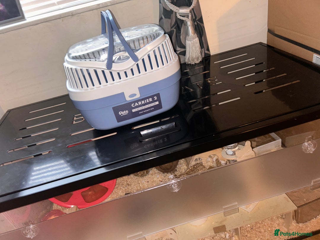 Hamster rodents for sale: Syrian hamster and set up - Image 3